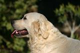GOLDEN RETRIEVER 1126